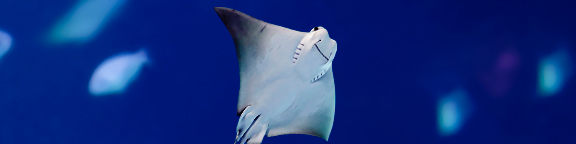 Promoción Parque de Atracciones de Madrid