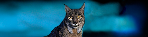 Promoción Zoo Aquarium Madrid